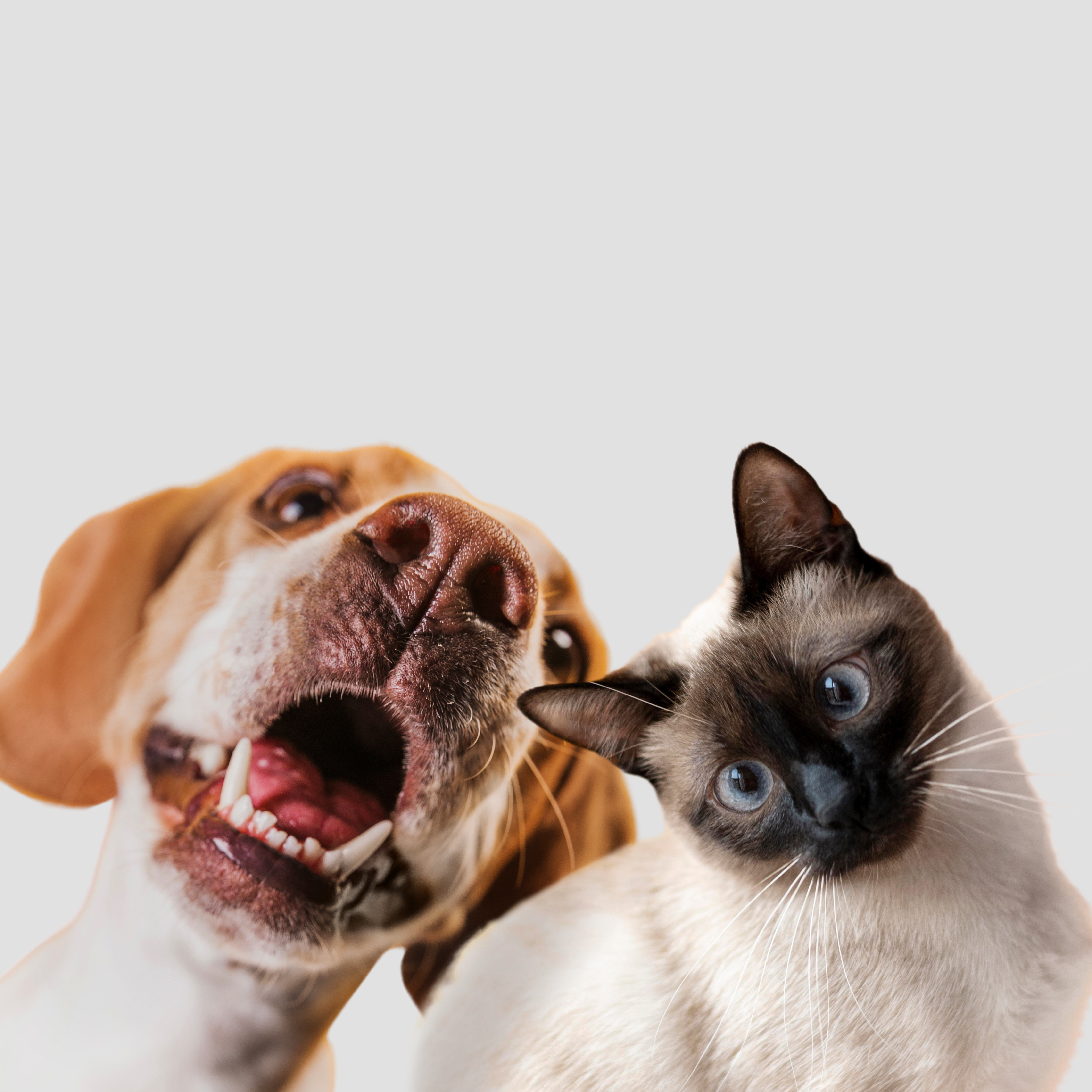 Imagen de perro y gato